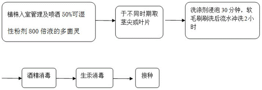 Explant disinfection method for culture of hair bearing plant tissue