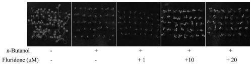 Reagent for antagonizing physiological action of n-butyl alcohol