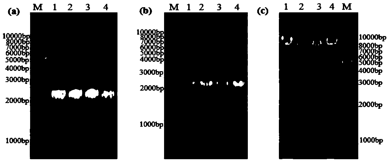 Housefly acetylcholinesterase gene optimized by codon, protein and applications