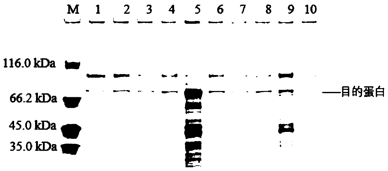 Housefly acetylcholinesterase gene optimized by codon, protein and applications