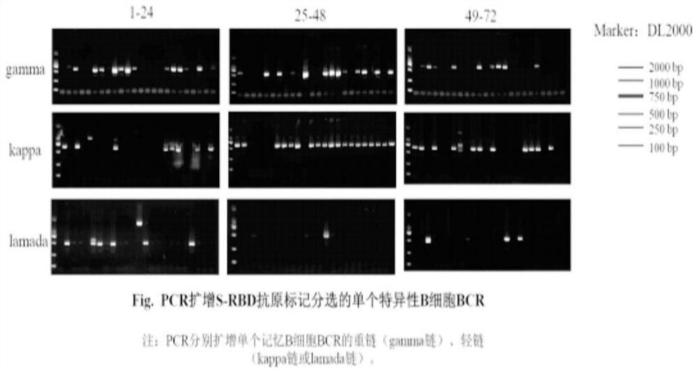 New coronavirus RBD specific monoclonal antibody and application