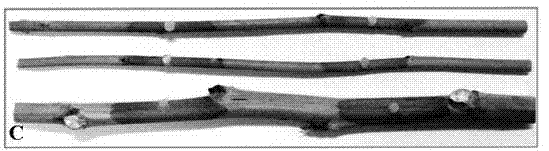 Method for identifying resistance of sclerotinia by inoculating in-vitro stalk of plant