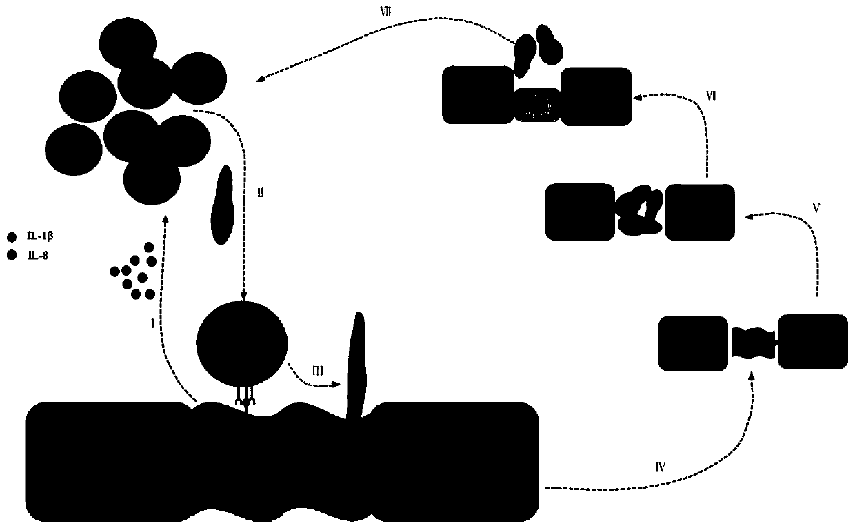 Purposes of PMNs in preparation of medicine for treating and/or preventing autoimmune hepatitis