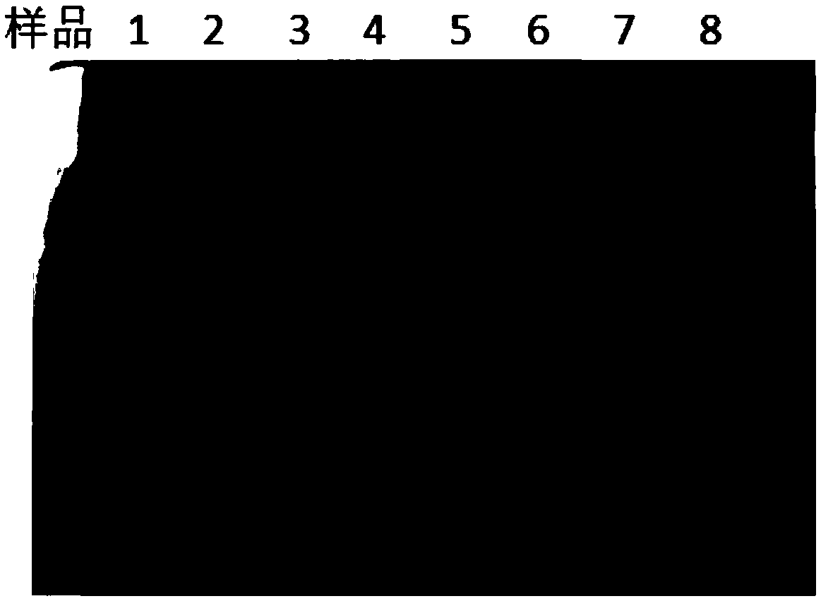 Method for separating and purifying exosomes