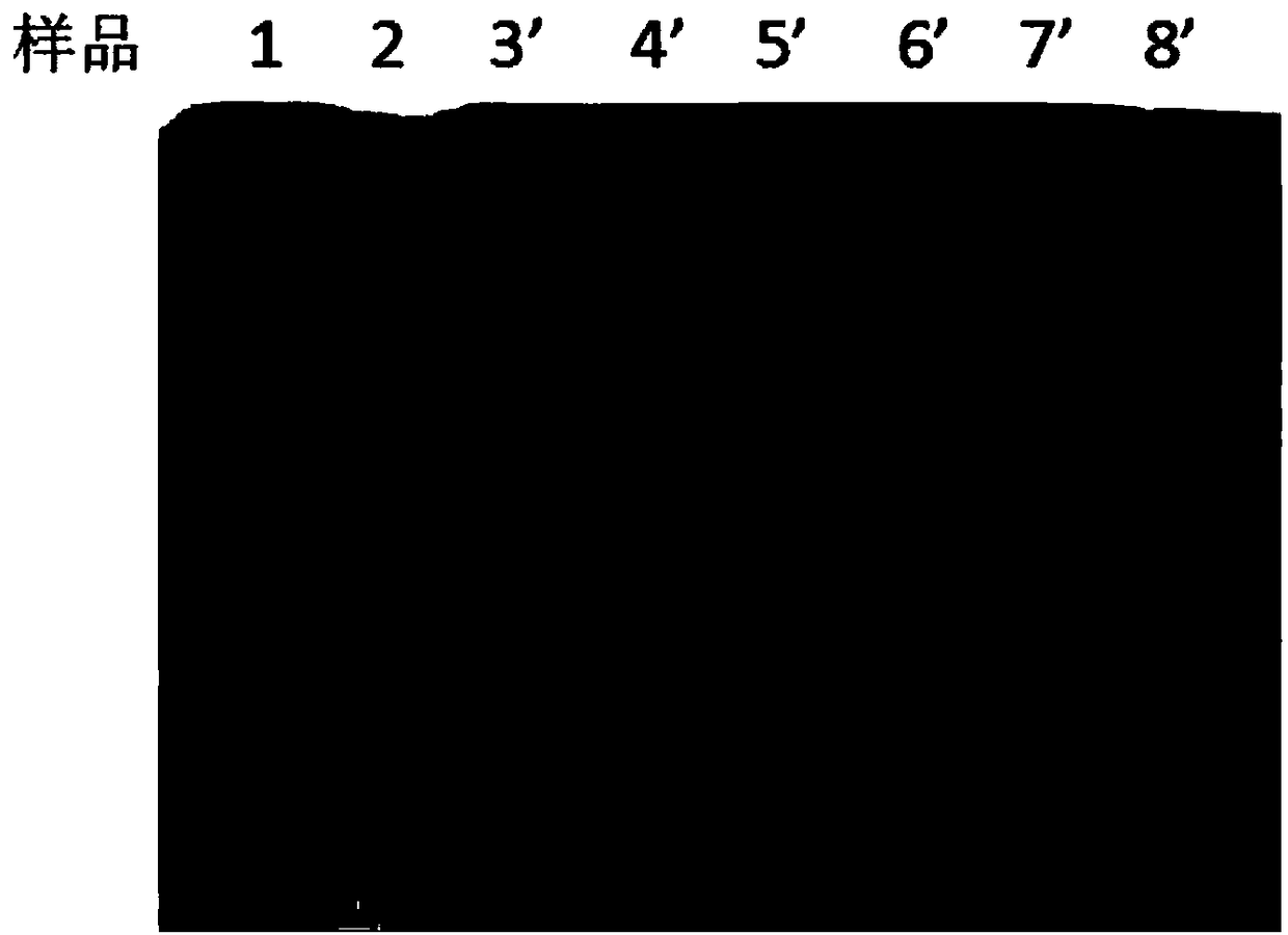 Method for separating and purifying exosomes