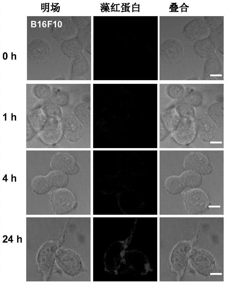 An antigen-linked sialic acid and its application