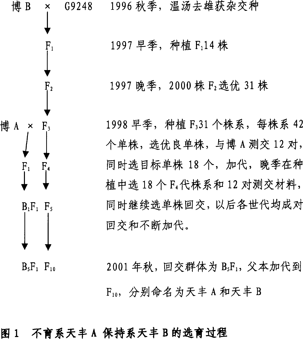 Method for making seeds through hybridizing among three series of paddy rice