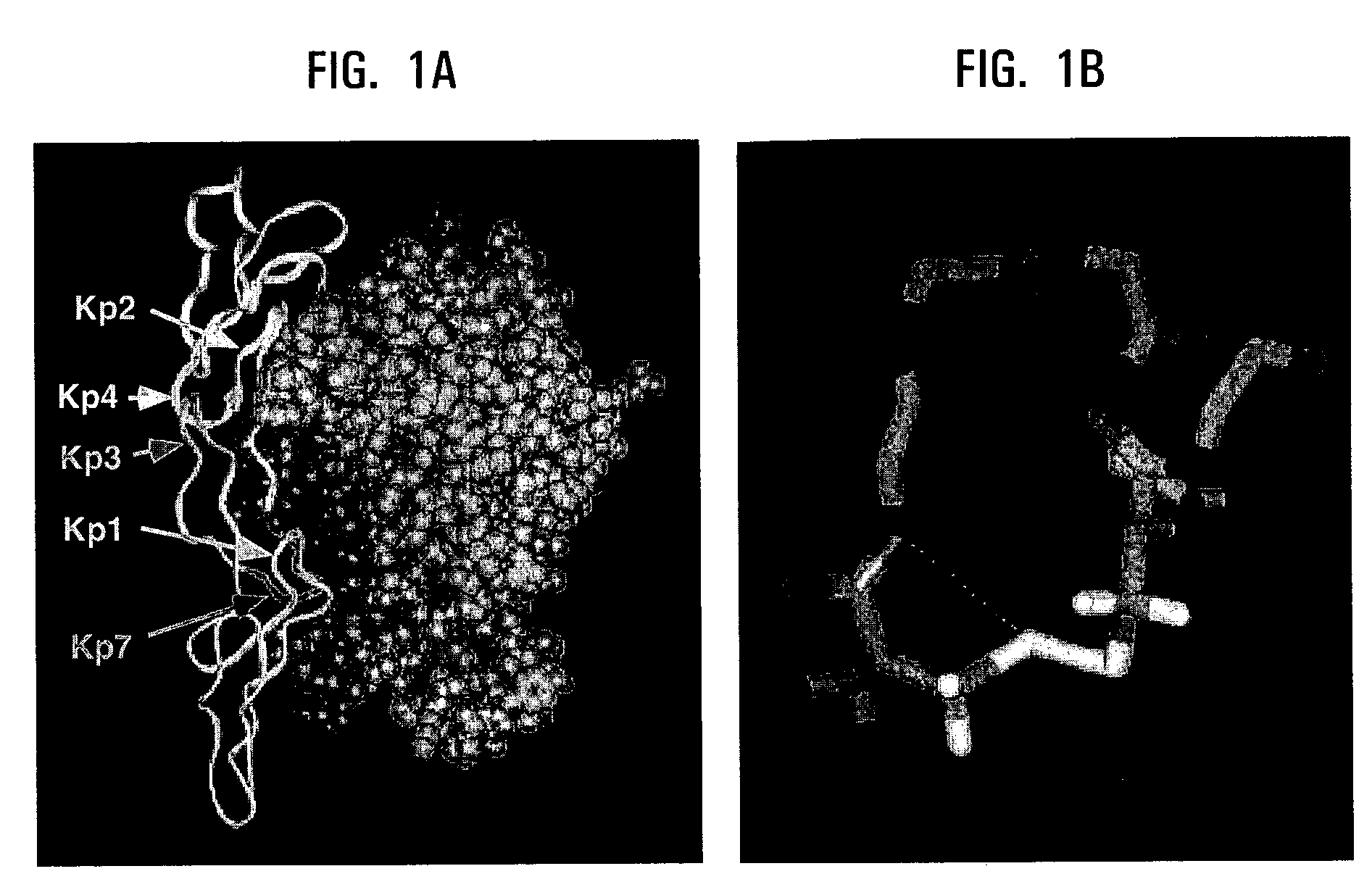 Fas peptide mimetics and uses thereof