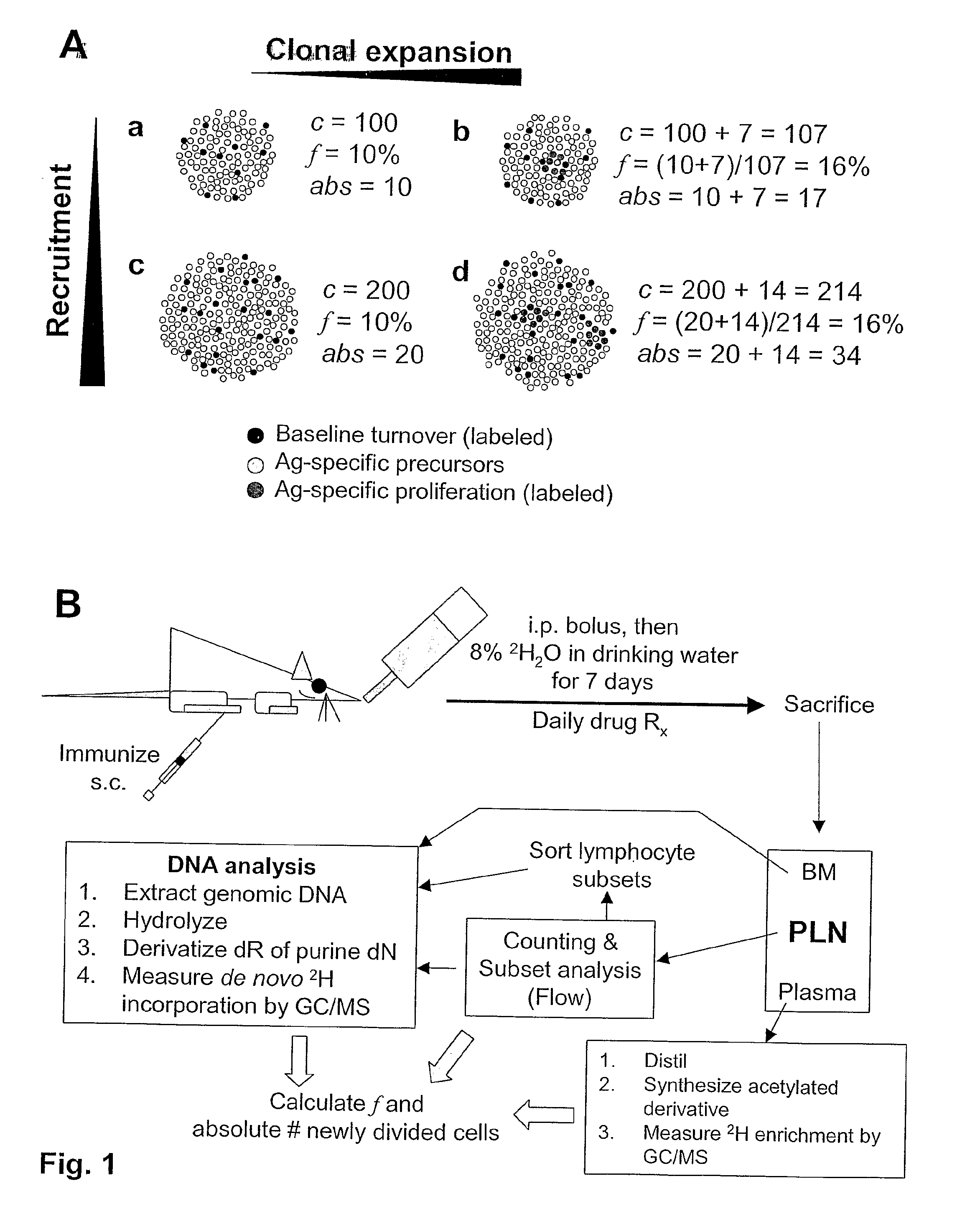 Kinetic biomarker for quantification of lymphoproliferation, clonal expansion, recruitment and trafficking in lymphoid tissues and of the in vivo actions of antigens and modulating thereon