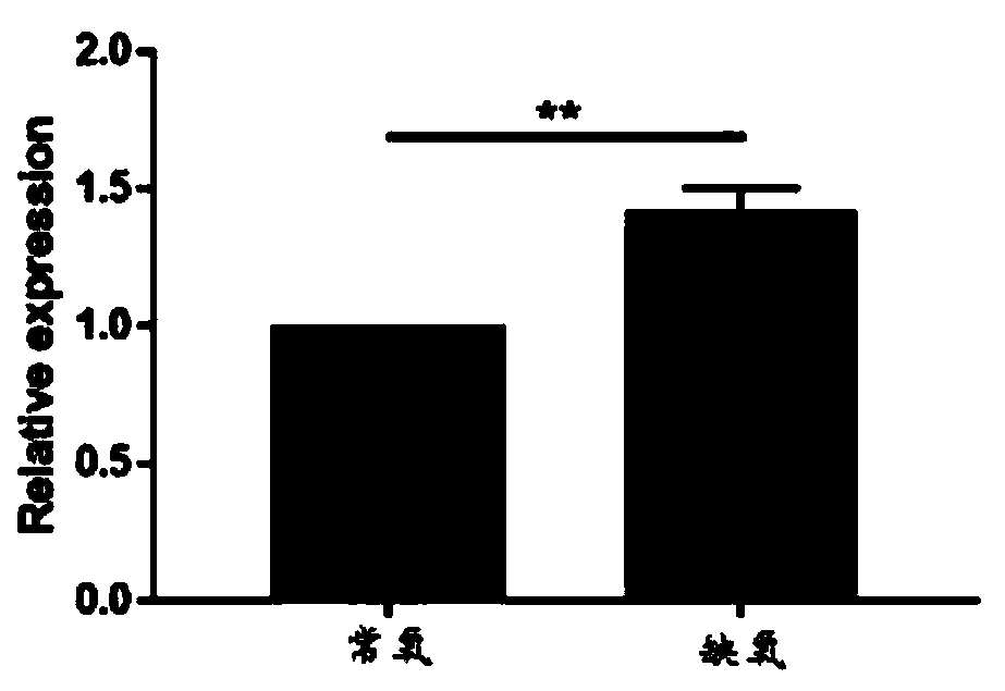 P53 protein and mitochondria double-labeled immunofluorescence detection method and kit thereof