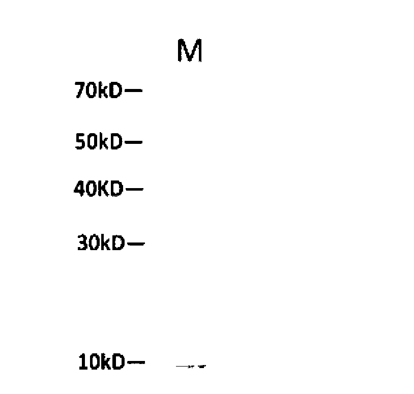 Method of extracting anti-intestinal cancer active protein from nostoc commune