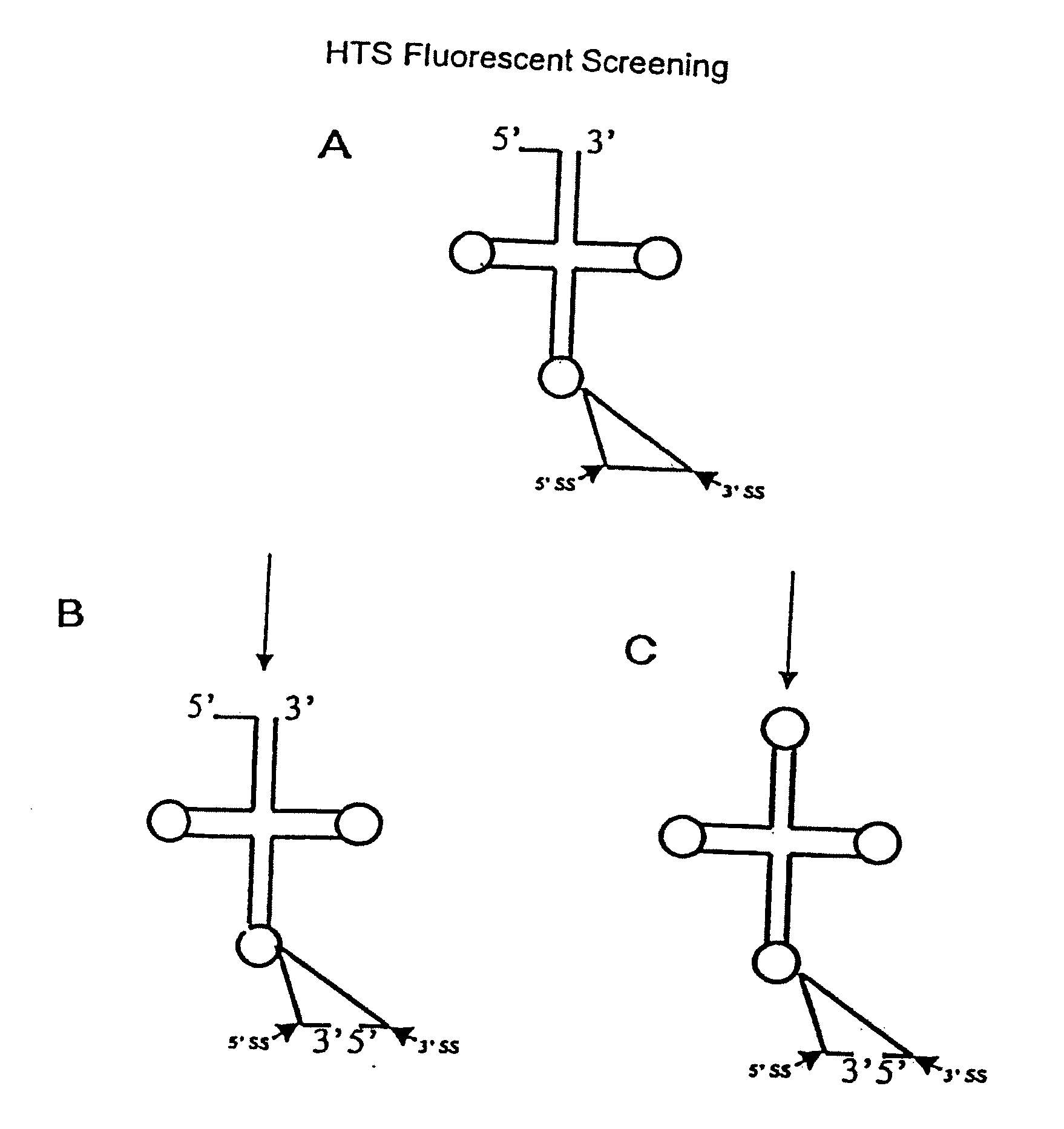 TARGETING ENZYMES OF THE tRNA SPLICING PATHWAY FOR IDENTIFICATION OF ANTI-FUNGAL AND/OR ANTI-PROLIFERATIVE MOLECULES