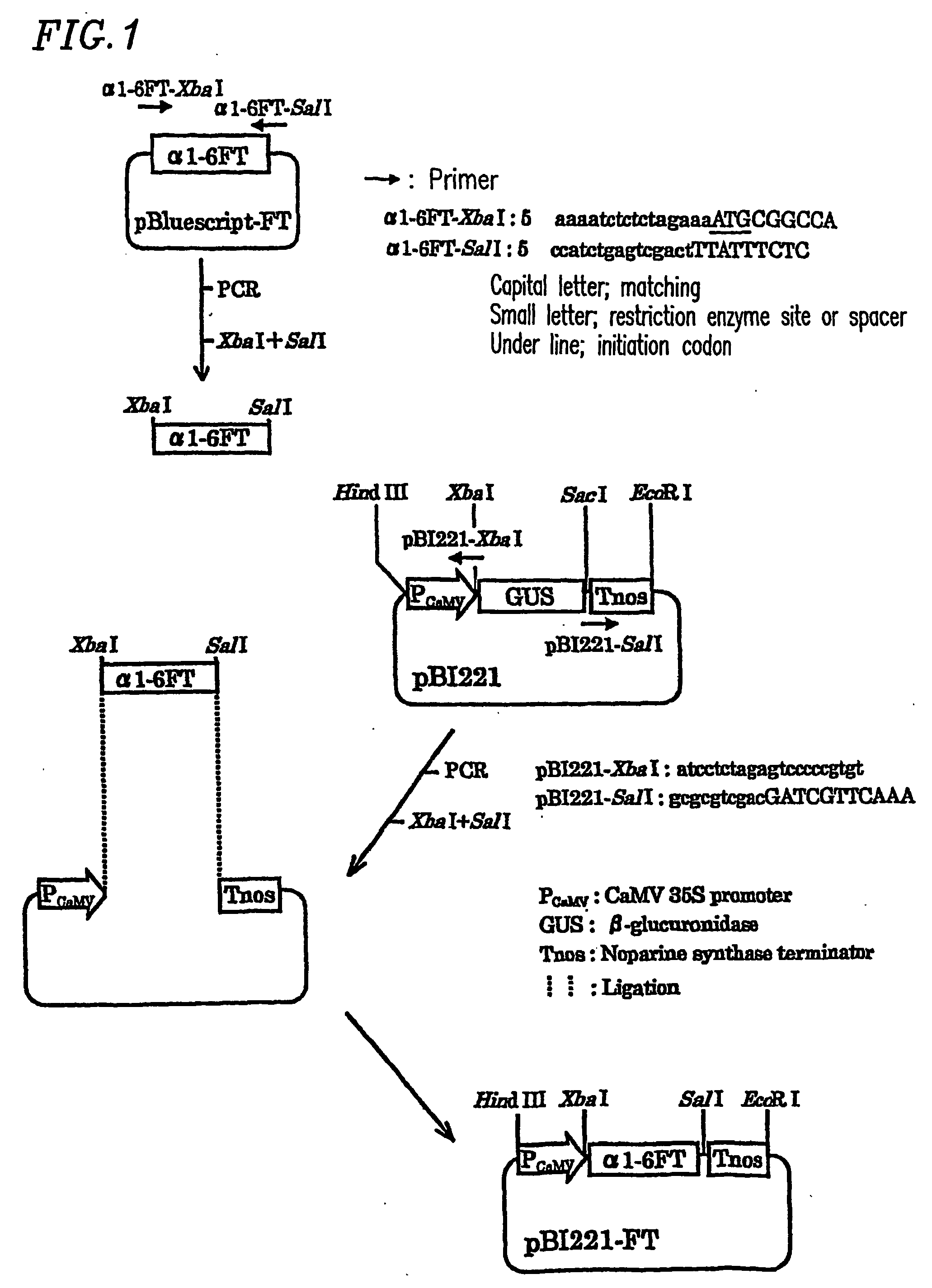 Plant cell having animal-type sugar chain adding function