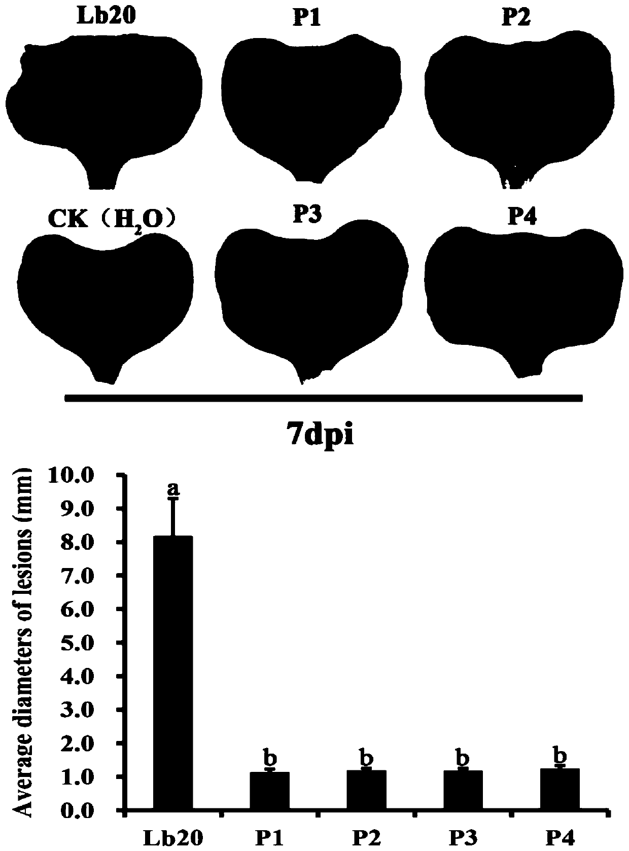 Biocontrol Phoma macrostoma strain P2 and application thereof