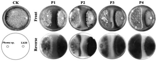 Biocontrol Phoma macrostoma strain P2 and application thereof