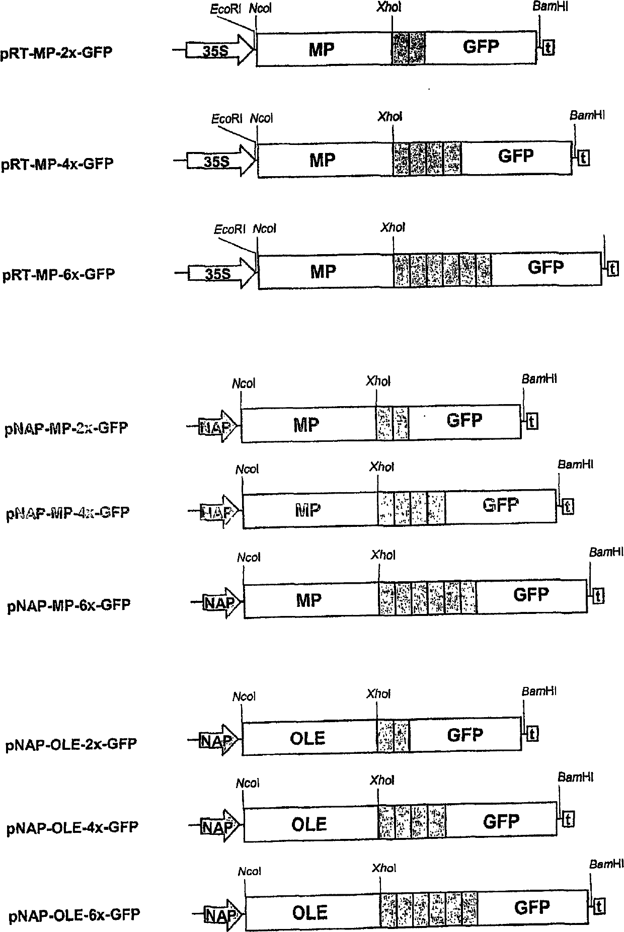 Methods and constructs for increasing the content of selected amino acids in seeds