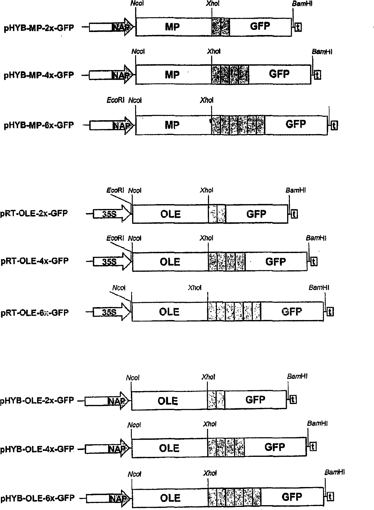 Methods and constructs for increasing the content of selected amino acids in seeds