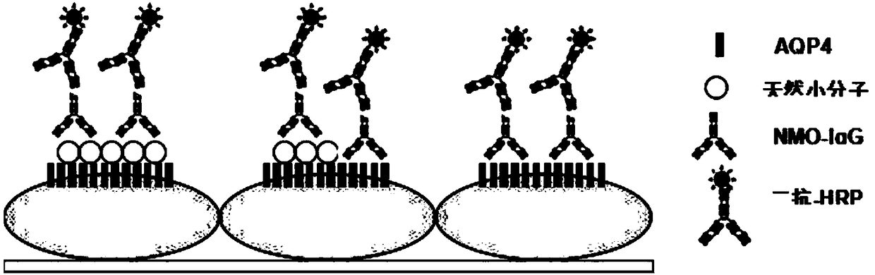 Small molecule compound for treating optic neuromyelitis and high-throughput screening method thereof