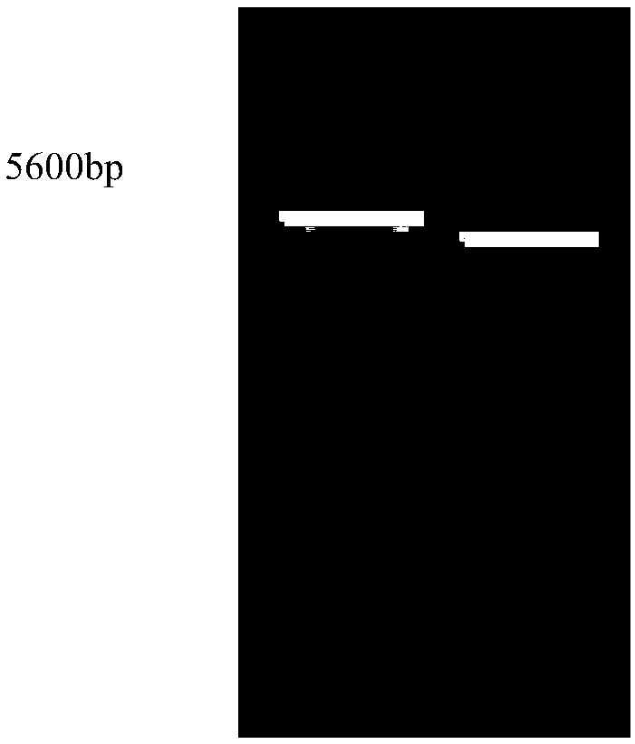 Small molecule compound for treating optic neuromyelitis and high-throughput screening method thereof