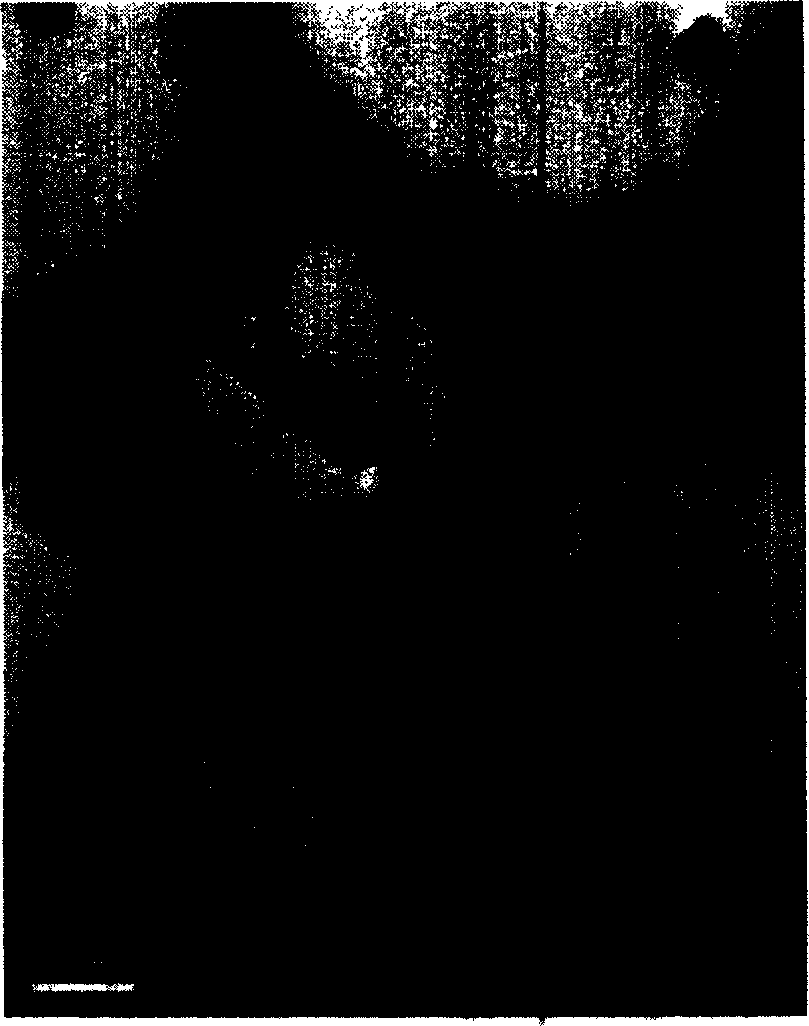 Prepn process of nano silver iodide powder