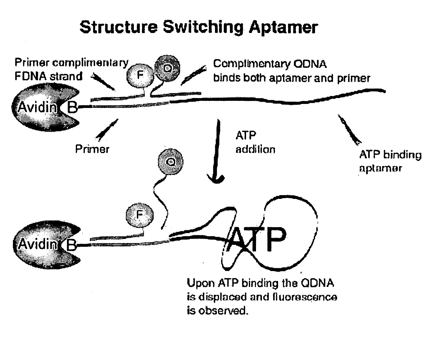 Method of immobilizing nucleic acid aptamers