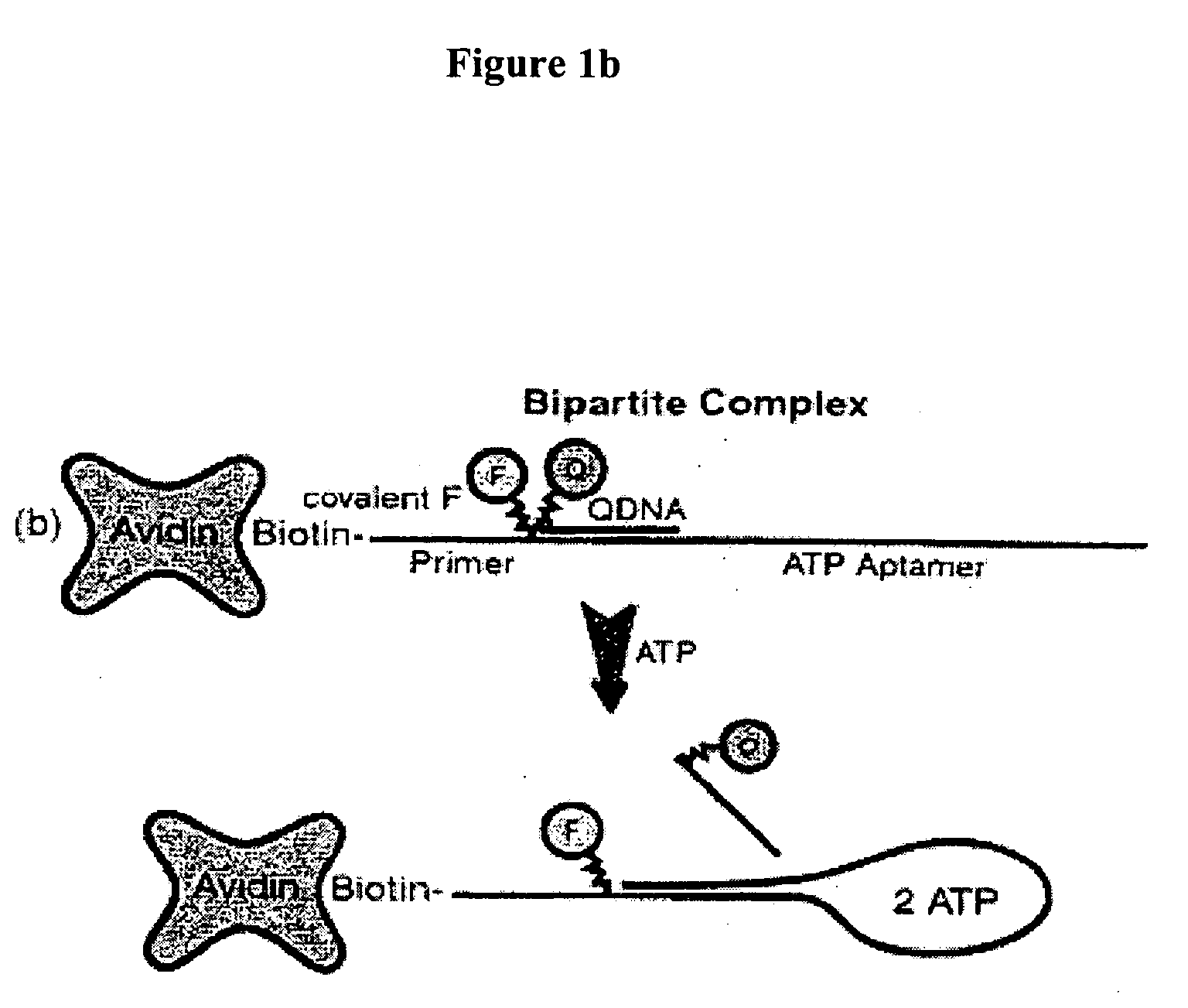 Method of immobilizing nucleic acid aptamers