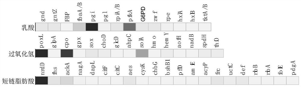 Lactobacillus gasseri for preventing and/or treating genital tract flora disorder related diseases