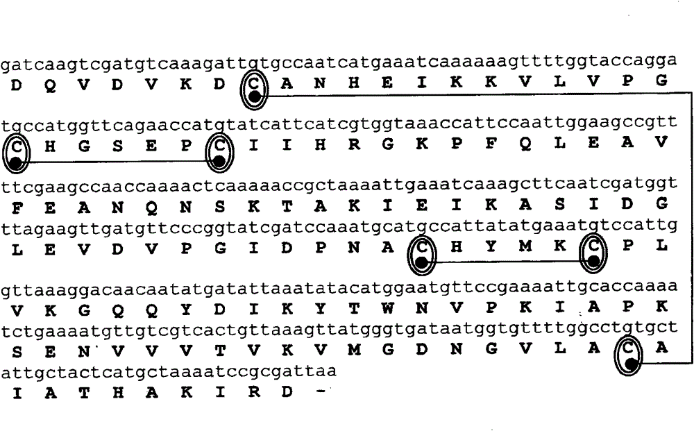 Hypoallergenic hybrid proteins of major class 1 and class 2 mite allergens for the treatment of allergy