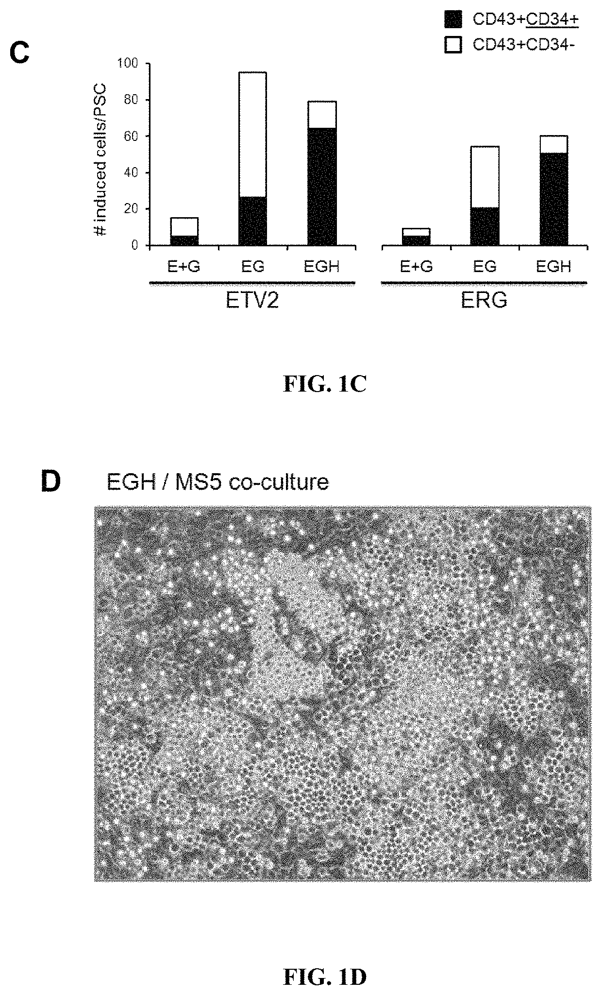 Multi-lineage hematopoietic precursor cell production by genetic programming