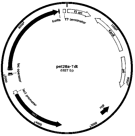 Terminal deoxyribonucleoside transferase variant and application thereof