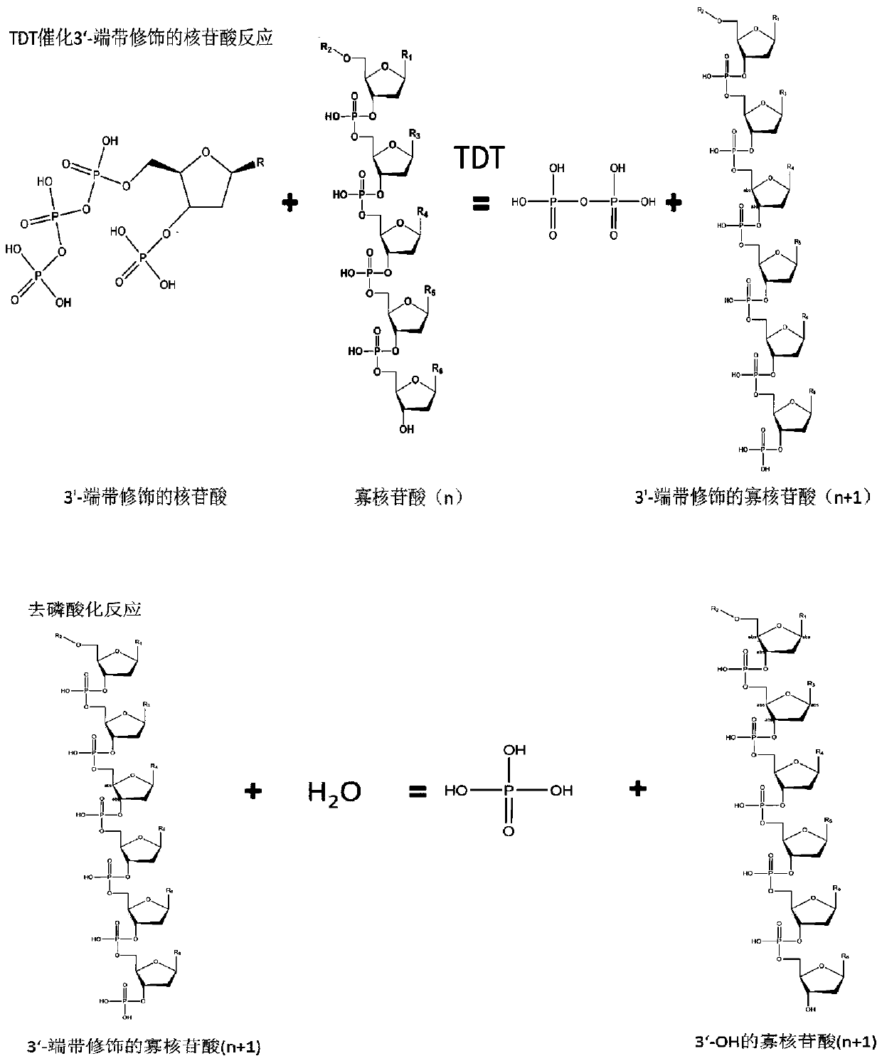 Terminal deoxyribonucleoside transferase variant and application thereof