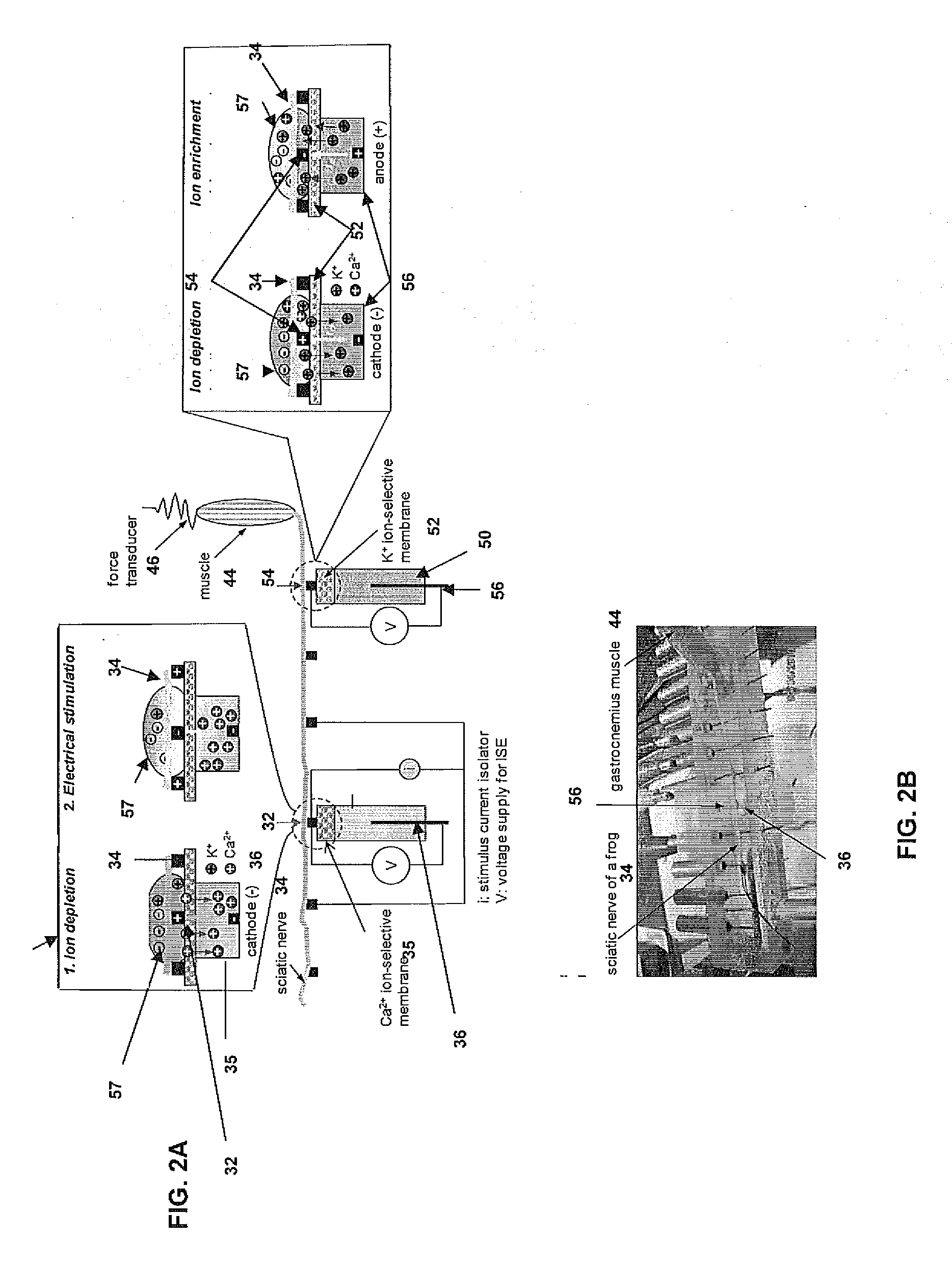 Microfabricated ion-selective electrodes for functional electrical stimulation and neural blocking