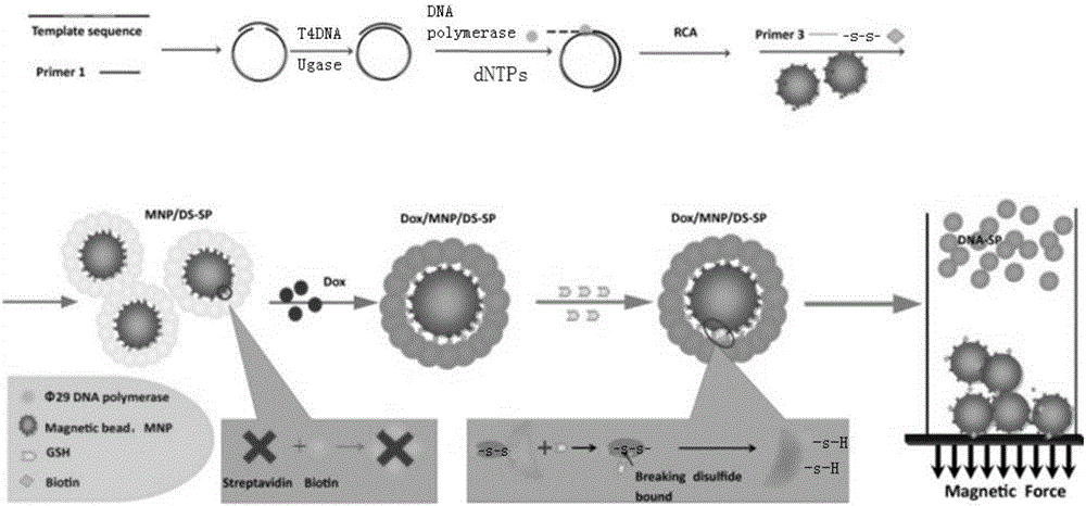 Multifunctional magnetic DNA (deoxyribonucleic acid) nanosphere and preparation method and application thereof