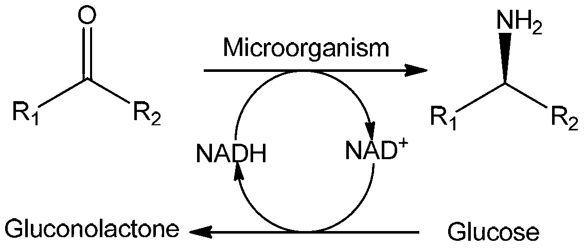 Method for preparing chiral amine through asymmetric reduction under catalysis of marine strain