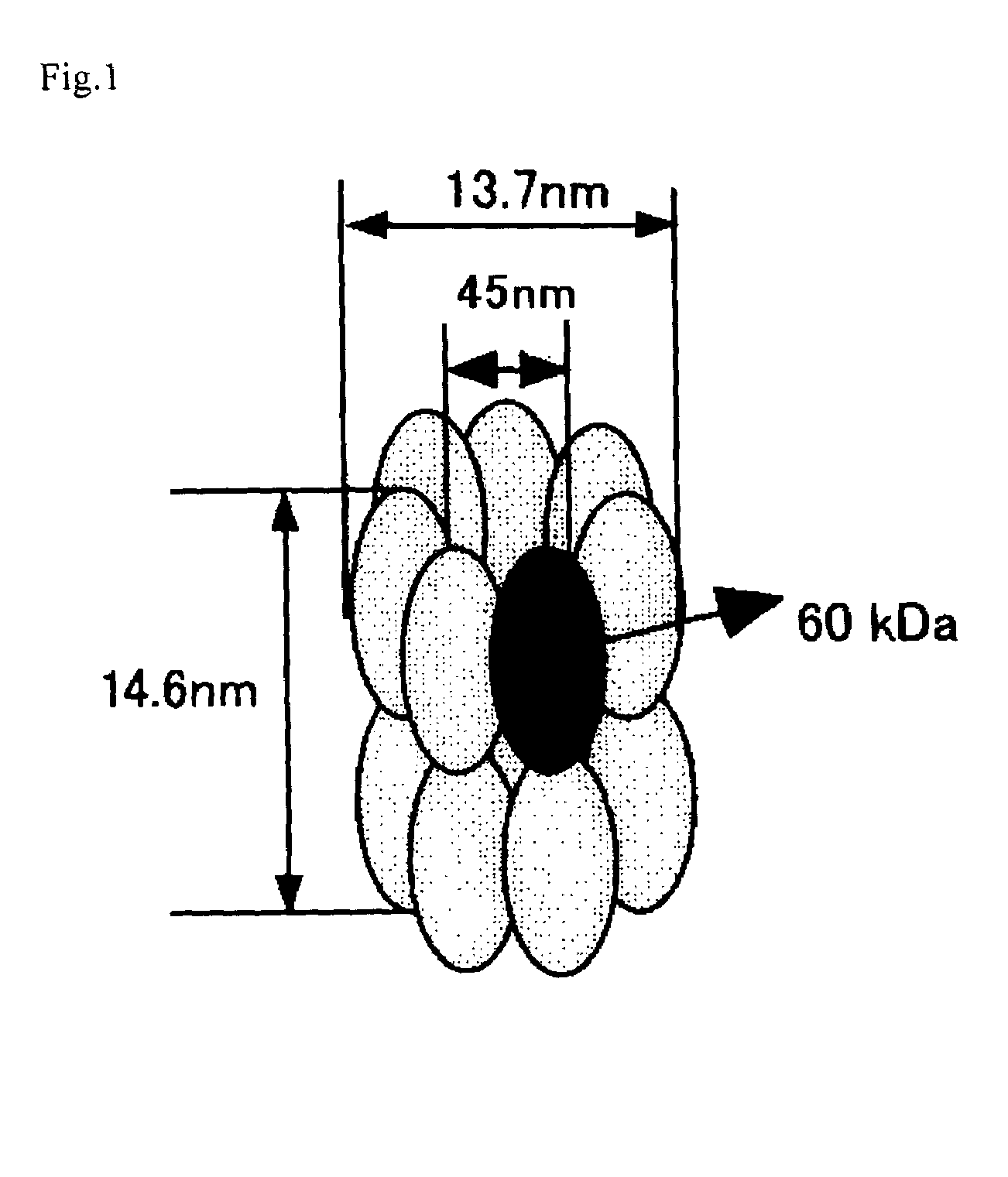 Process for production of a recombinant protein and a fusion protein