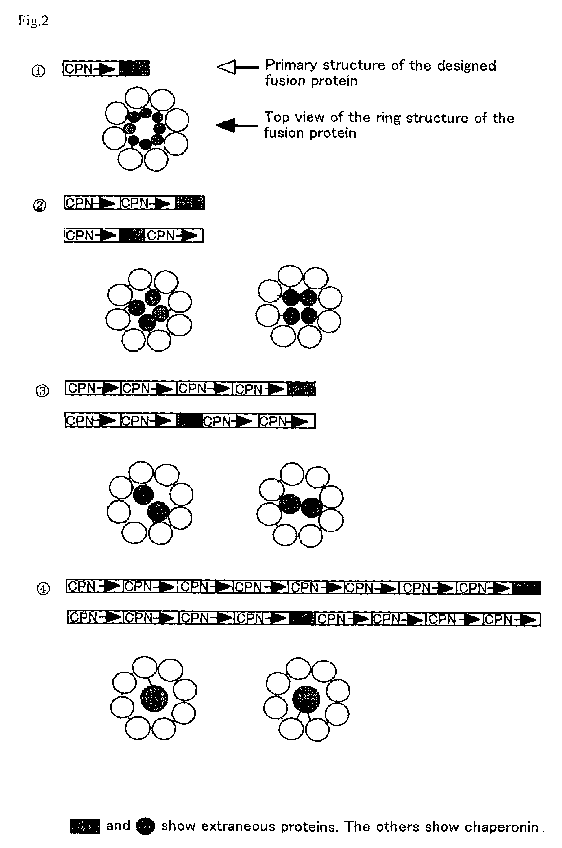 Process for production of a recombinant protein and a fusion protein