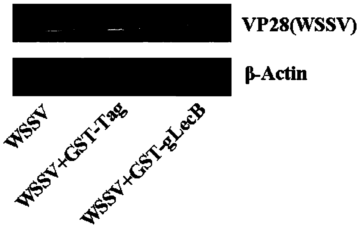 Procambarus clarkii C-type lectin gLecB gene and encoded gLecB protein thereof