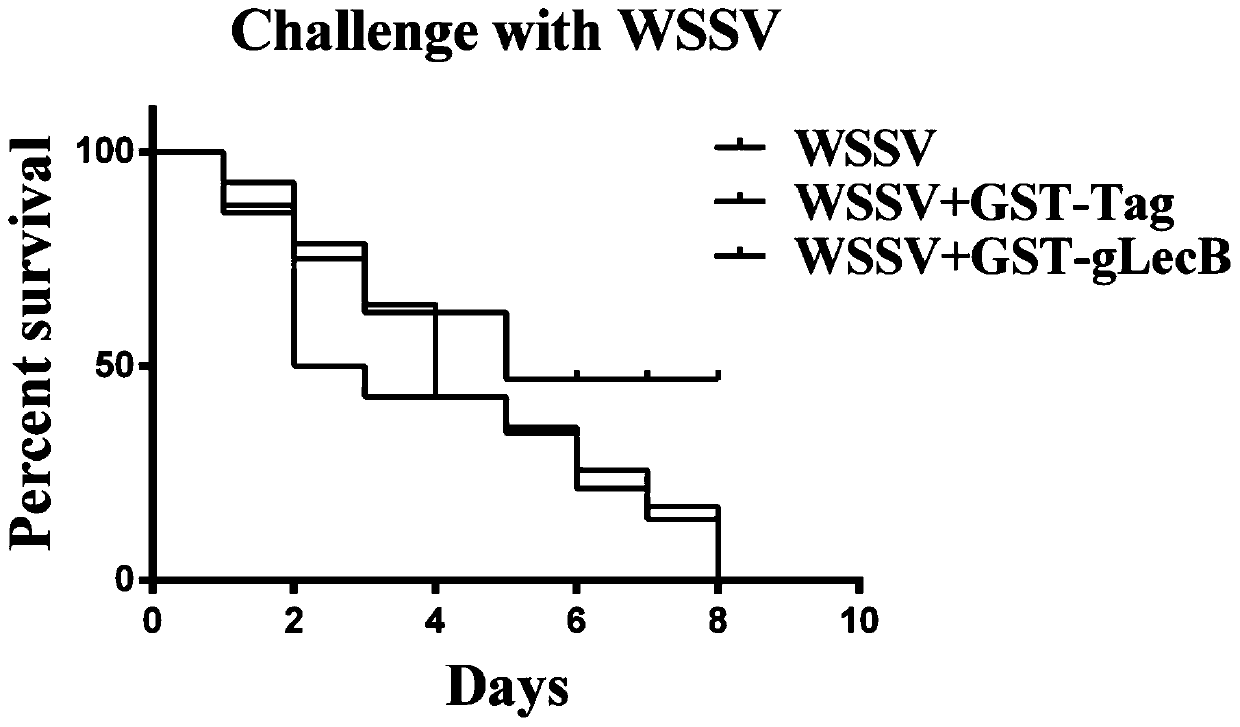 Procambarus clarkii C-type lectin gLecB gene and encoded gLecB protein thereof