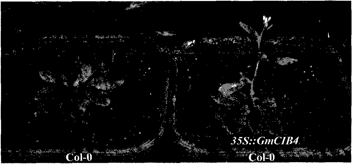 Soybean blossoming regulation gene GmCIB4, coding protein and application thereof