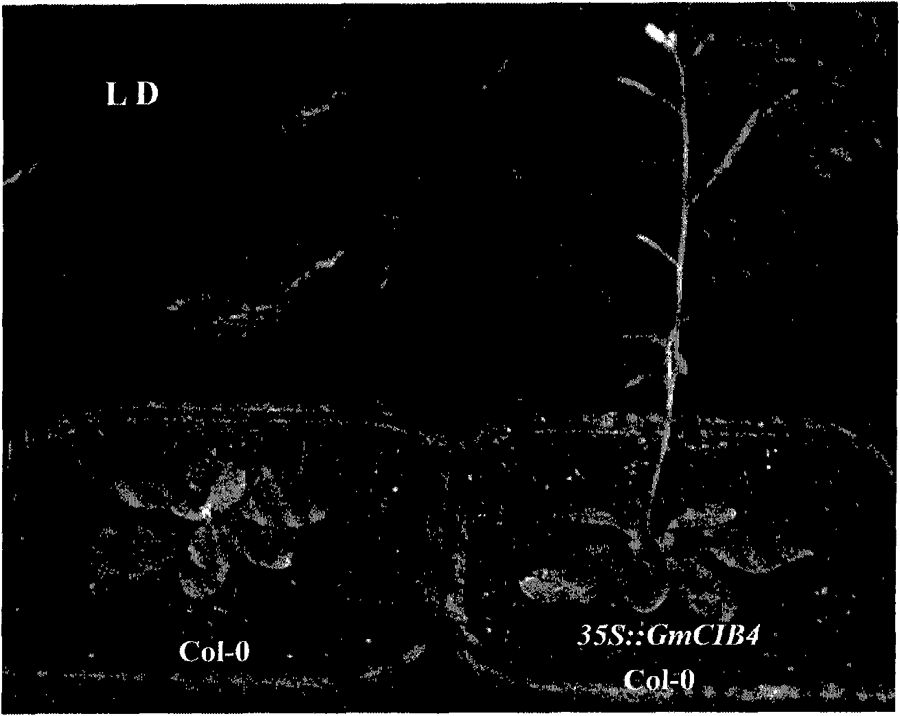 Soybean blossoming regulation gene GmCIB4, coding protein and application thereof