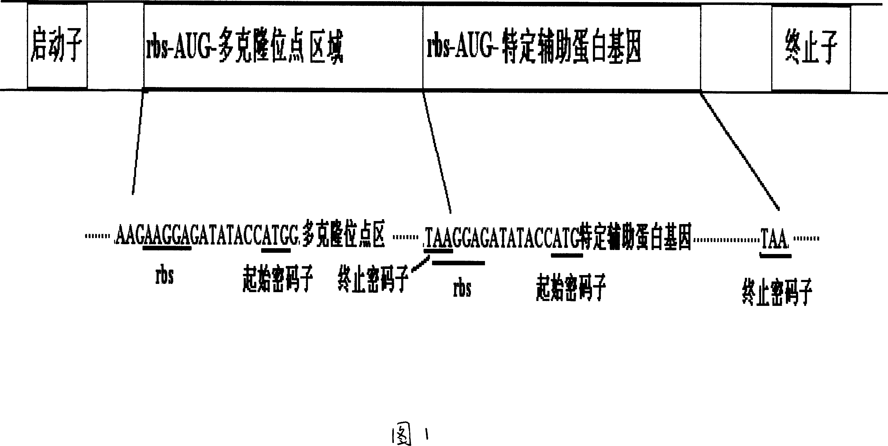 Prokaryotic cell non-fusion soluble expression system