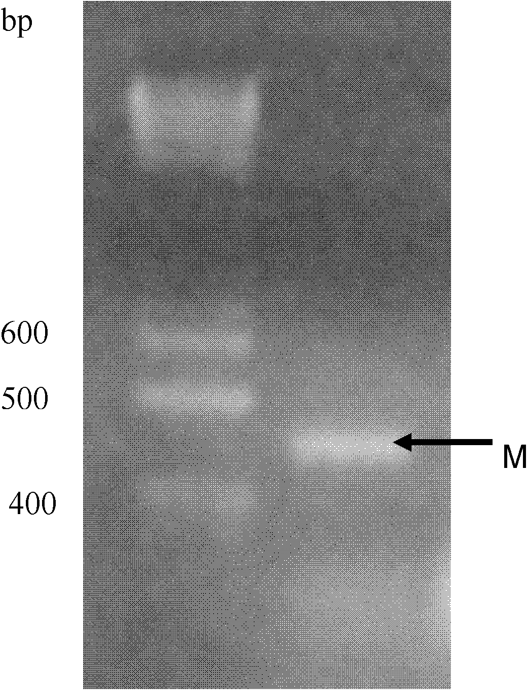 Preparation technology of oral vaccine for resisting salmonella