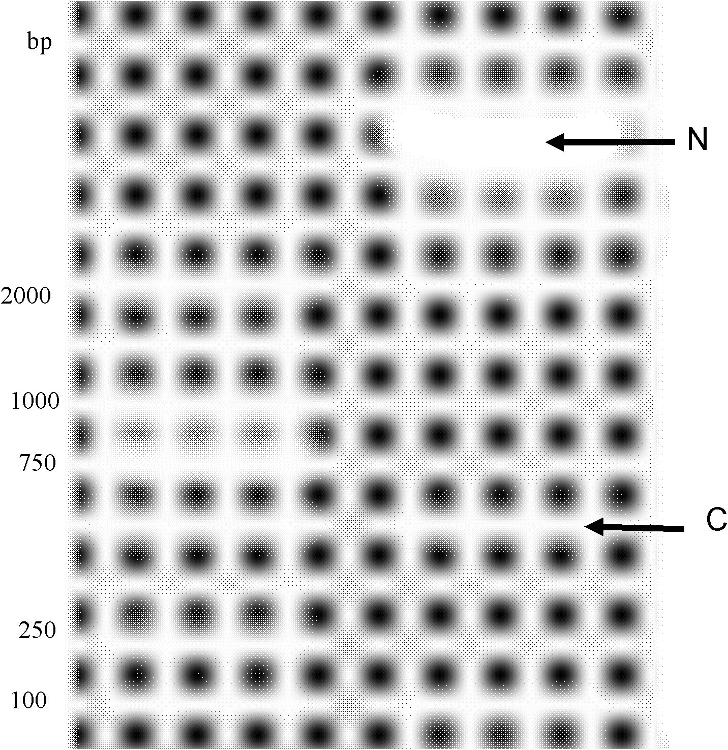 Preparation technology of oral vaccine for resisting salmonella