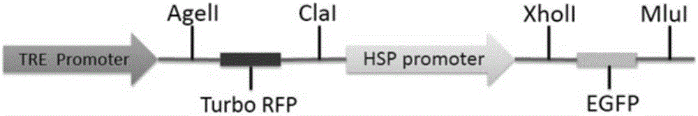 Multi-gene expression and silencing system controlled by heat shock protein gene promoter and tetracycline gene promoter