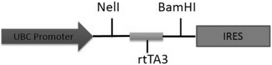 Multi-gene expression and silencing system controlled by heat shock protein gene promoter and tetracycline gene promoter