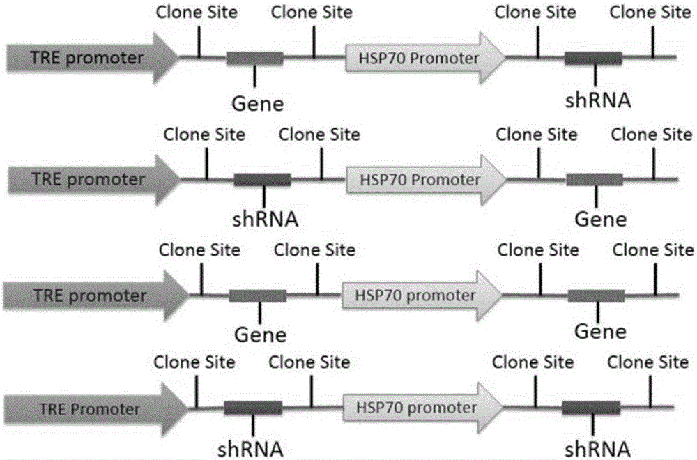 Multi-gene expression and silencing system controlled by heat shock protein gene promoter and tetracycline gene promoter