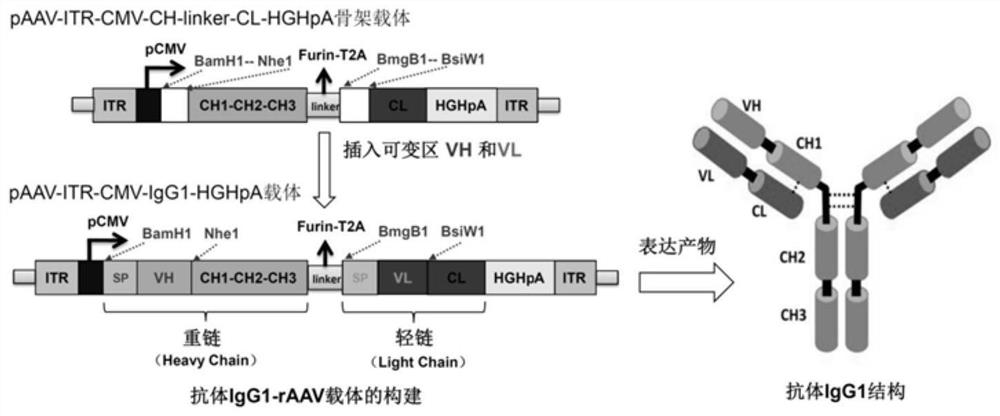 RAAV vector for expressing antibody IgG1 and application of rAAV vector