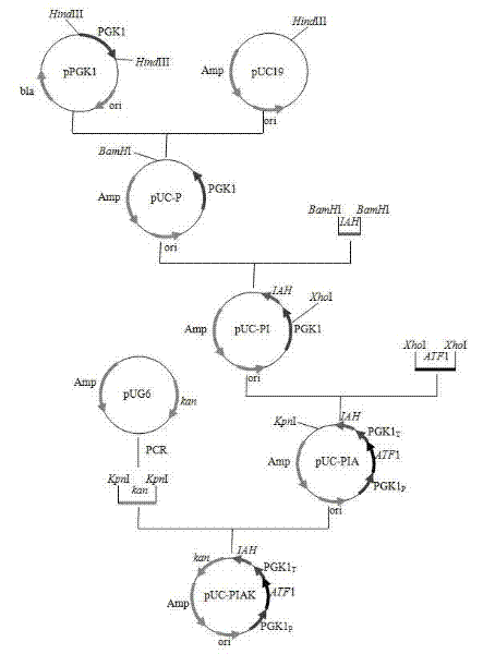 Saccharomyces cerevisiae genetic engineering bacteria with high ester yield and construction method thereof