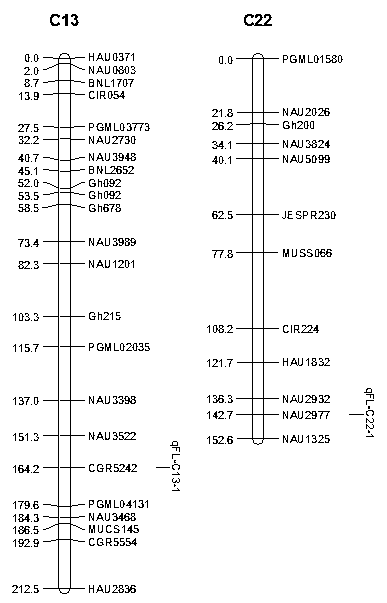 A Molecular Marker Linked to Fiber Length of Cotton Sea Island Cotton