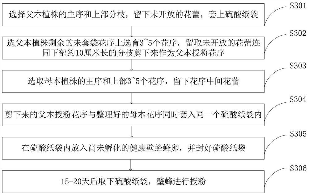 Breeding method of high-oil-content disease-resistant brassica napus germplasm